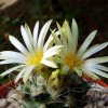 Turbinicarpus_ pseudomacrochele ssp.minimus _TSG9103_ 09